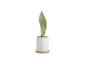Sublimation 11oz Ceramic Flowerpot w/ Bamboo Base